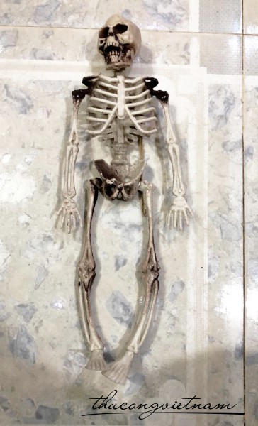 Bộ xương trang trí Halloween 40cm