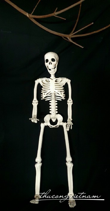 Bộ xương trang trí Halloween 40cm
