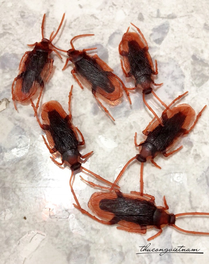 Gián nhựa trang trí 4cm
