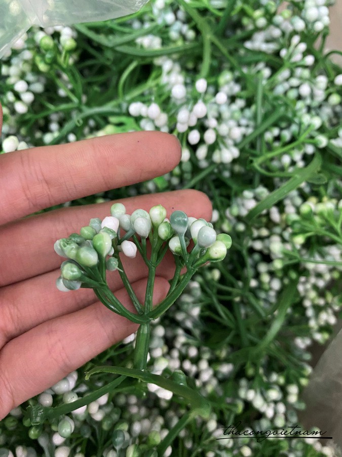 Cỏ nhựa nhụy trắng