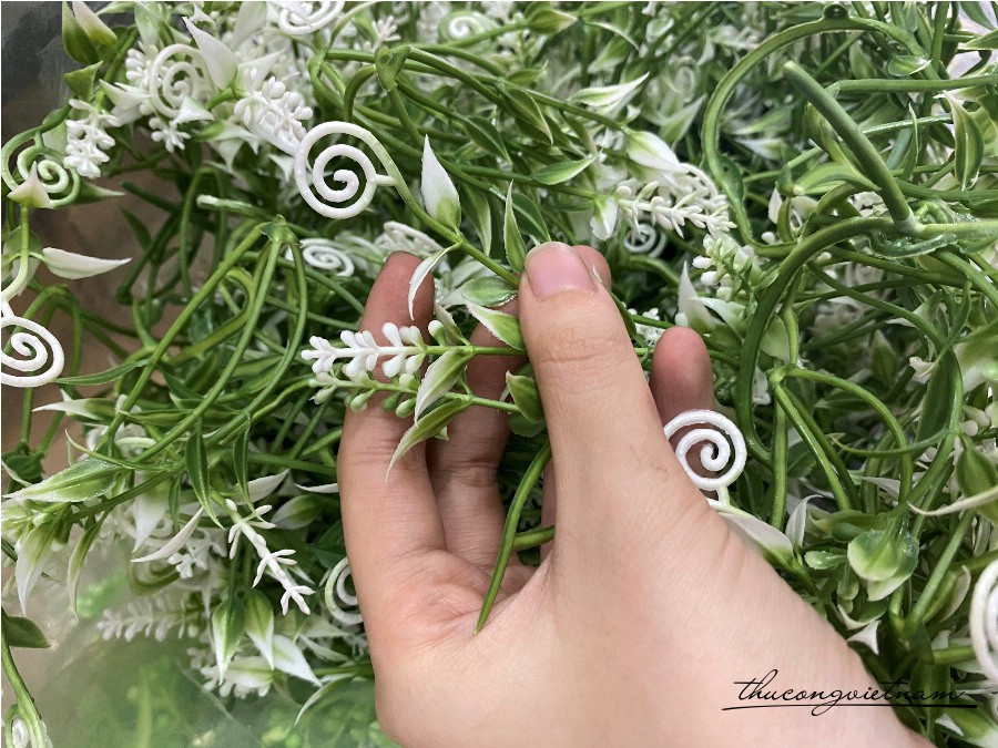 Cỏ nhựa xoắn trắng