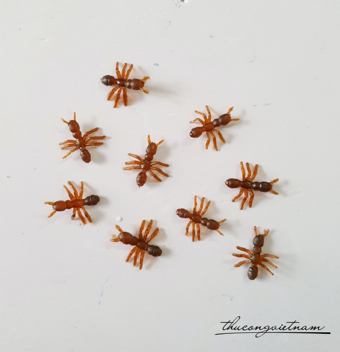 Mô hình Kiến 1.5cm (5 con)