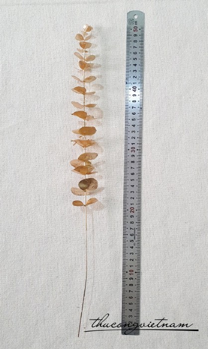 Nhành lá táo phủ nhũ vàng 50cm