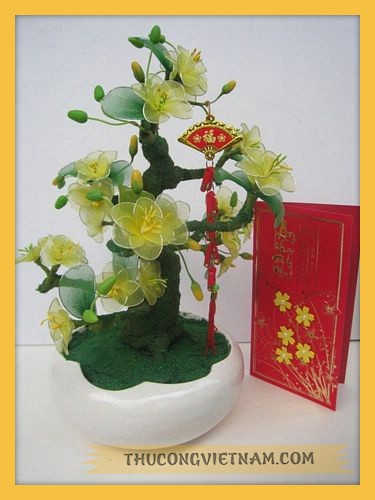 Hoa mai xinh trưng tết