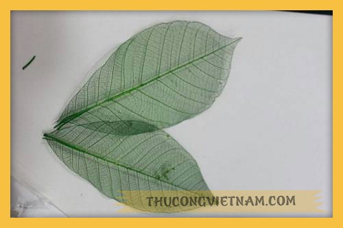 Lá gân nhiều màu
