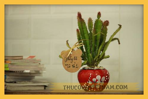 Cây xương rồng gai tặng thầy 