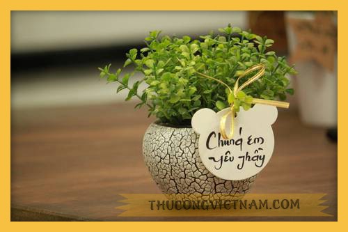 Chậu cây xanh xinh xắn tặng thầy