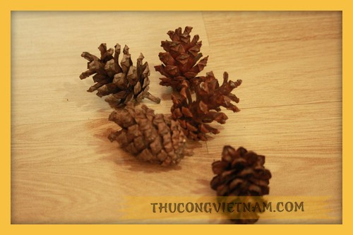 Quả thông khô 5-6cm