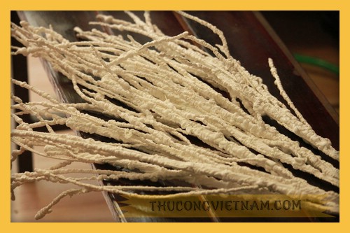 Cành dẻo trắng_CD02