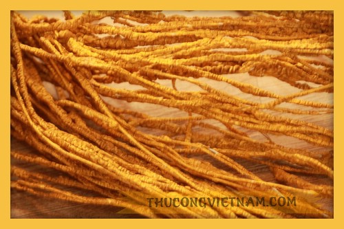 Cành dẻo nâu_CD5