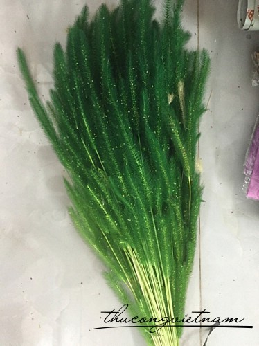 Cỏ bông lau màu xanh lá