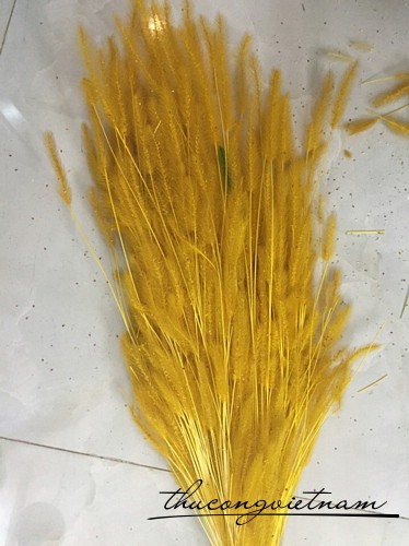 Cỏ bông lau màu vàng