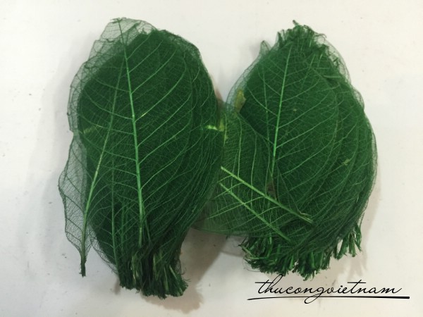 Gân lá khô bồ đề xanh lá 