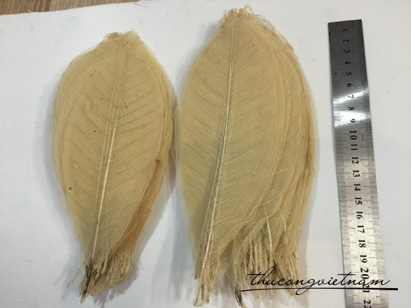 Gân lá tự nhiên lớn