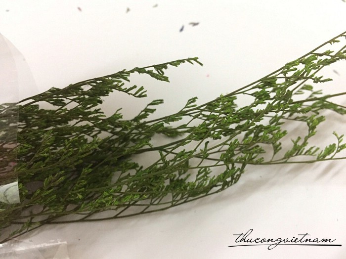 Hoa sao khô màu xanh lá mạ