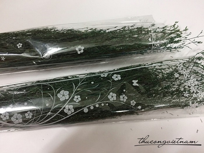 Hoa sao khô màu xanh lá cây