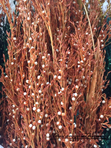 Hoa khô chuỗi  ngọc màu cam