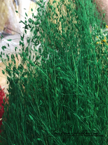 Cỏ hạt mưa màu xanh lá