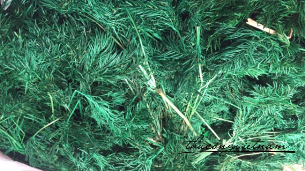 Cỏ lác màu xanh