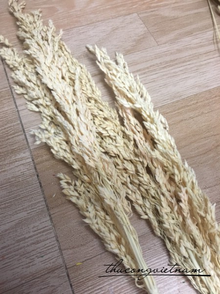 Hoa lúa mì Indo màu trắng